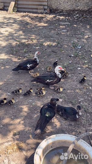 Домашние индоутята