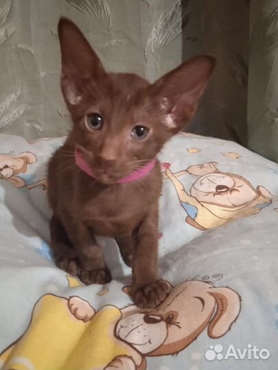 Шоколадная кошечка Ориентальная порода