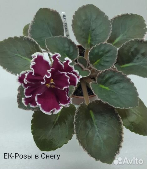 Набор фиалок новинки 2019-2020гг