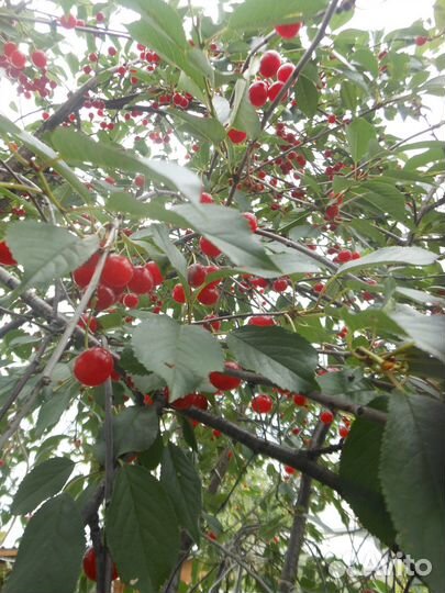 Саженцы черешня