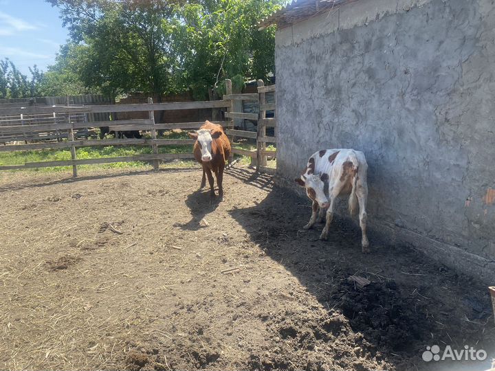 Телята,бычки телки