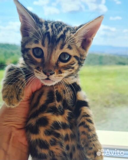 Бенгальская