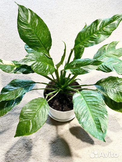 Спатифиллум gemini Джемени вариегатный