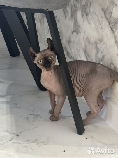 Канадский сфинкс