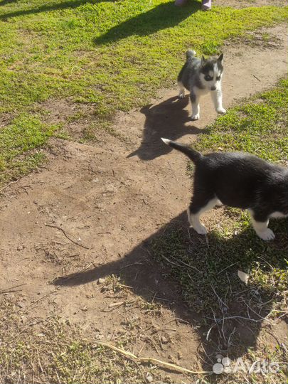 Щенки сибирской хаски