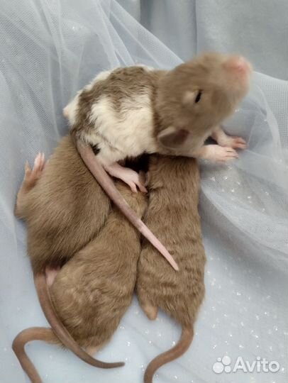 Крысята дамбо.бурмис./клетки