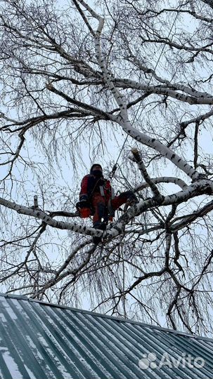 Спилить дерево на участке