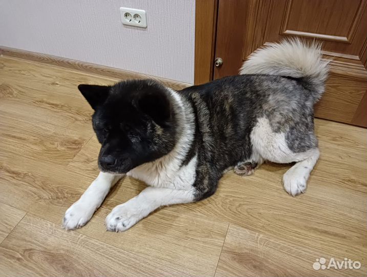 Продаются щенки Американской Акиты