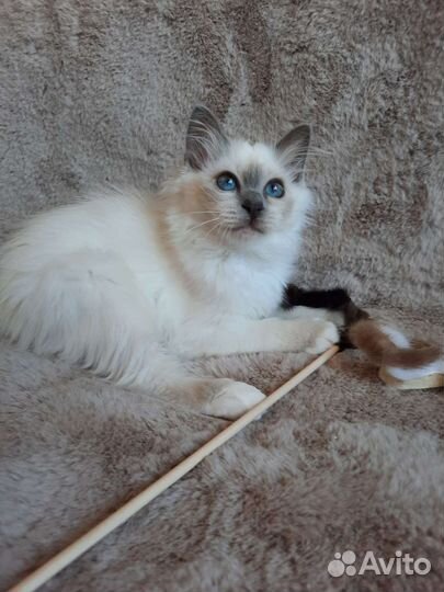 Котенок редкой породы