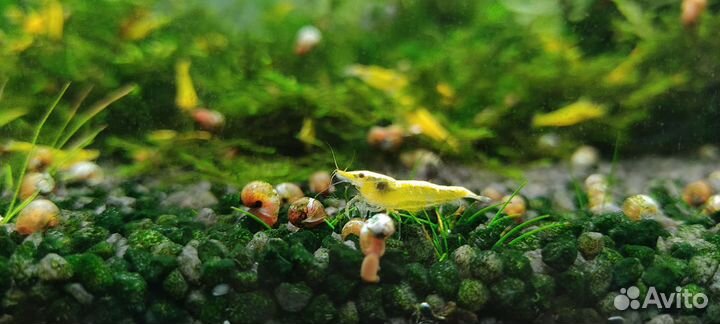 Креветки жёлтый неон