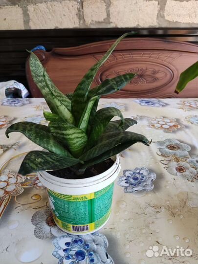 Сансевиерия