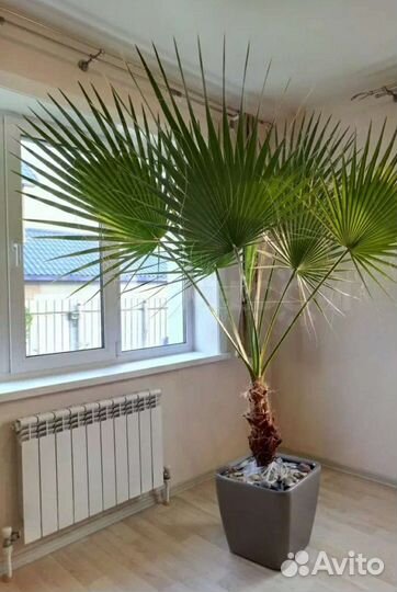 Пальмы Хамеропс и Вашингтония