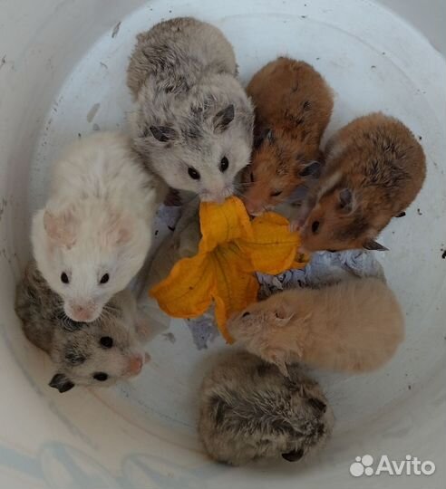 Сирийчата малыши и подростки на подарки