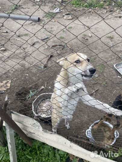 Щенки лайки