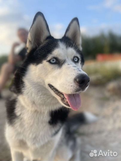 Сибирский хаски девочка