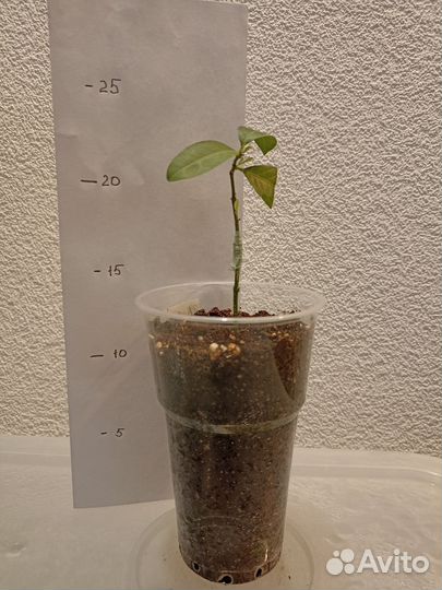 Лиметта Ди Рангпур (цитрус)