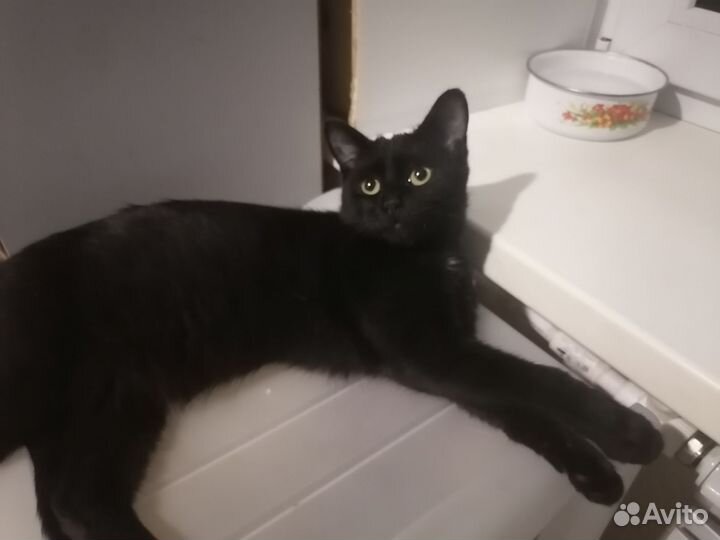 Кот ищет дом