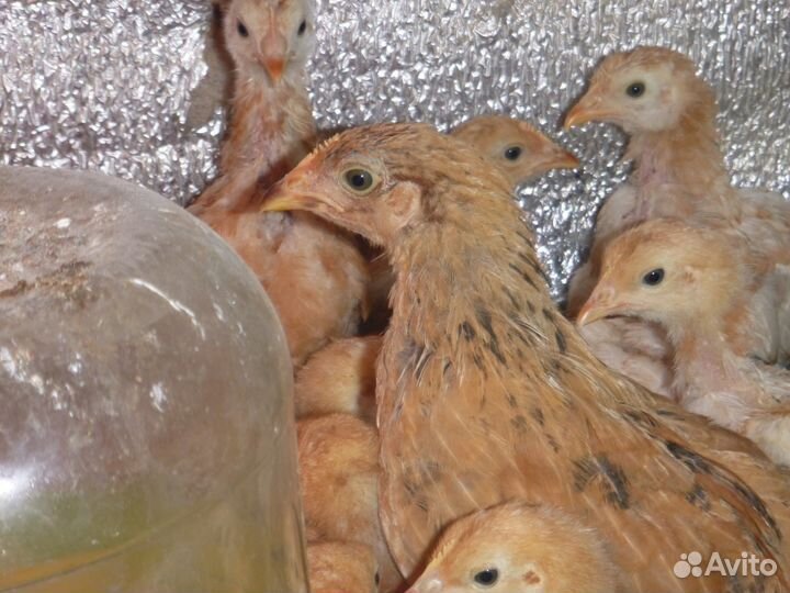Молодняк кур несушек.разных пород