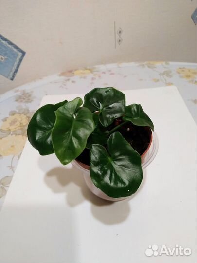 Филодендроны