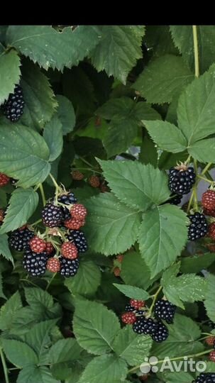 Саженцы ежевики