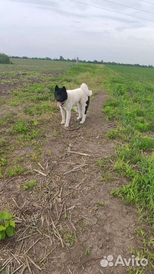 Американская акита