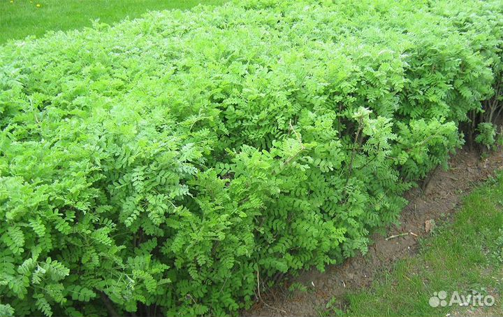 Акация Желтая саженцы из Питомника