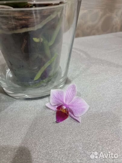 Орхидея фаленопсис