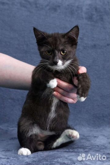 Кошка в дар бесплатно