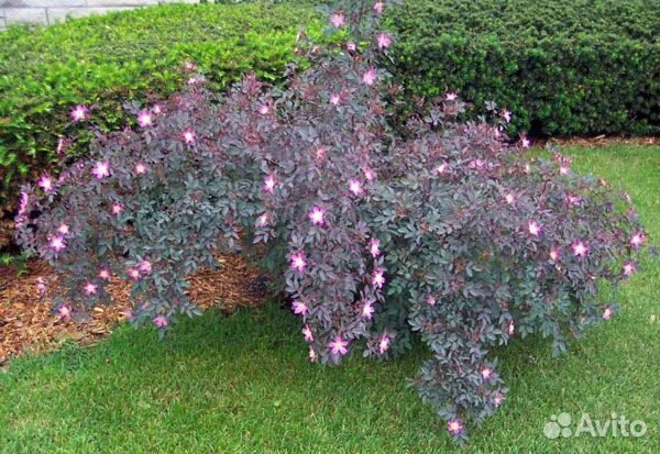 Роза сизая глаука (glauca) саженцы