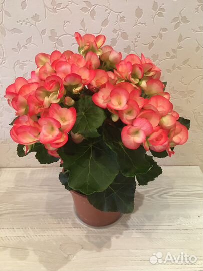 Бегонии Элатиор