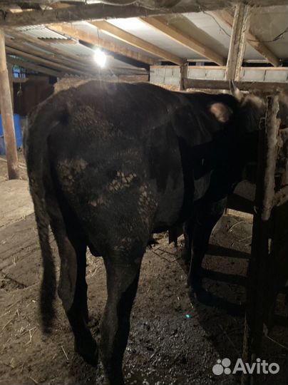 Быки и телка