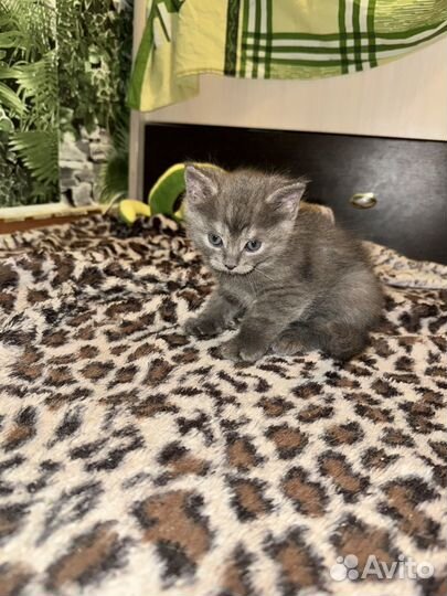 Шотландские котята