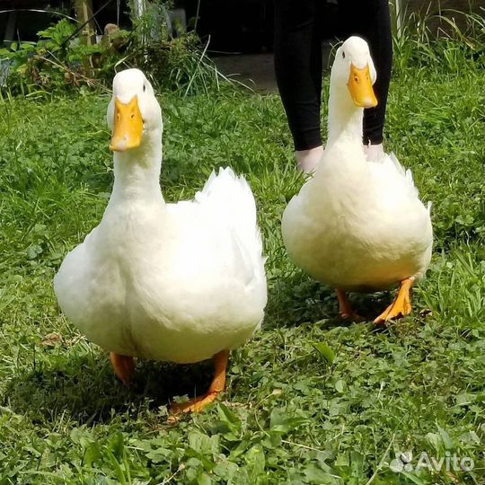 Яйцо инкубационное утиное ст 5 продам