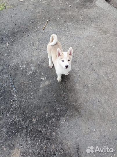 Щенки западно сибирской лайки