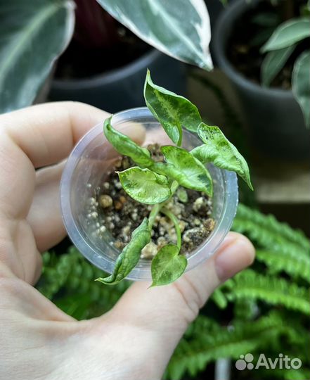 Сингониум angel baby (ангел беби)