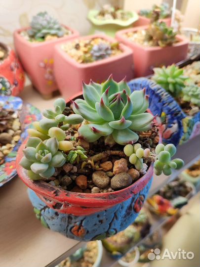 Суккуленты. Садик