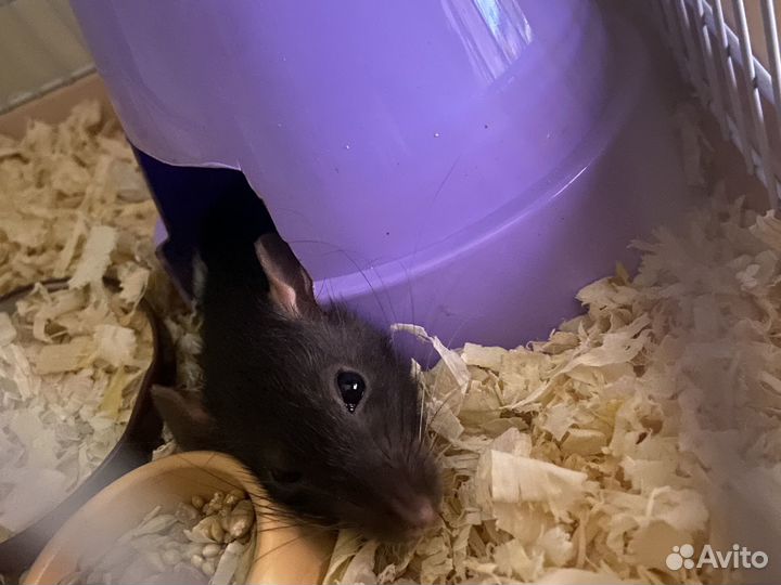 Крыска девочка