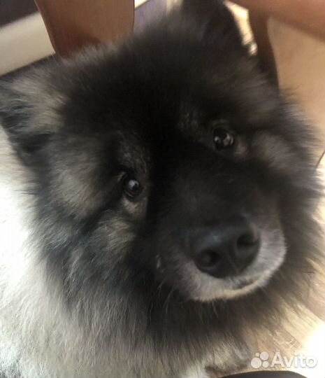 Животные вязка