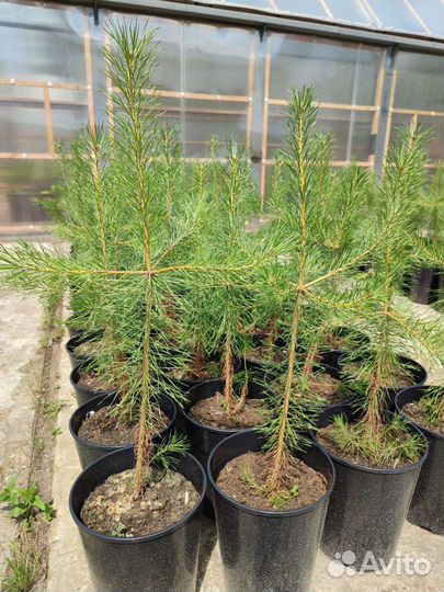 Саженцы сосны обыкновенной