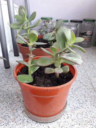 Денежное дерево (Толстянка)