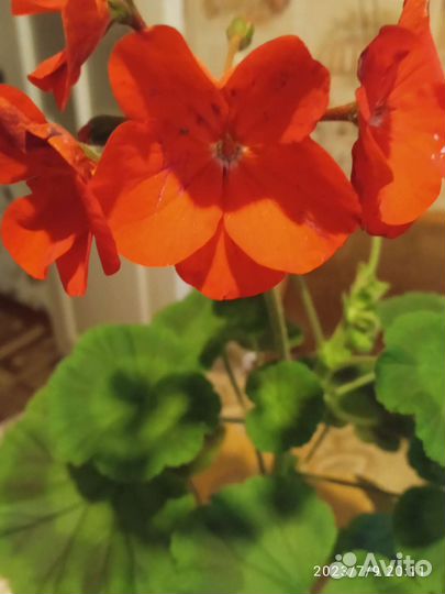 Пеларгония герань