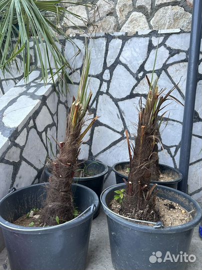 Пальма трахикарпус