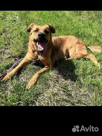 Собака Вечный двигатель