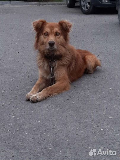 Собака в добрые руки