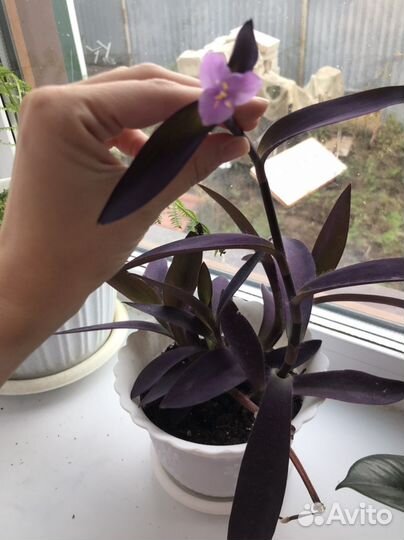 Комнатные цветы