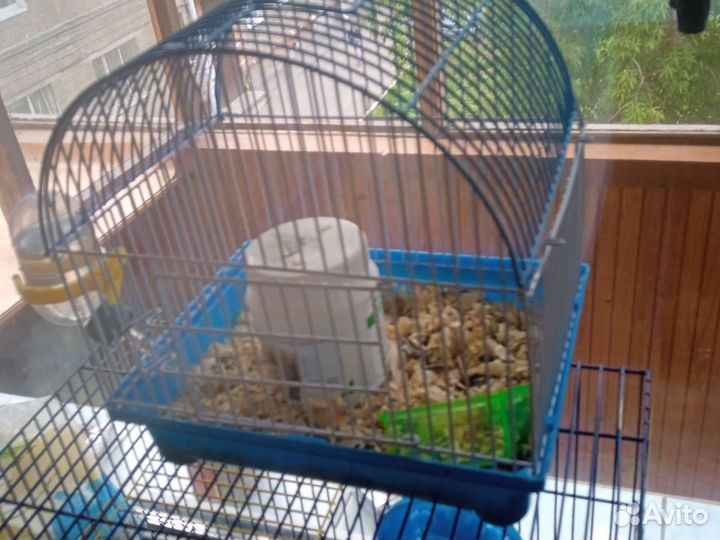 Джунгарский хомячек с клеткой