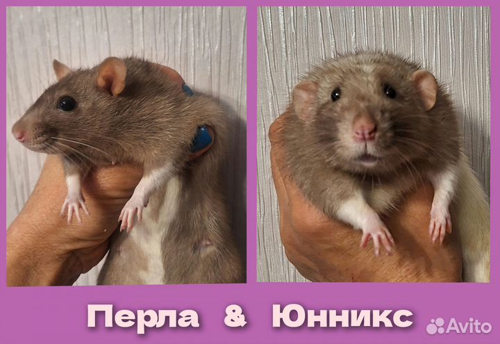 Крысята дамбо и стандарт