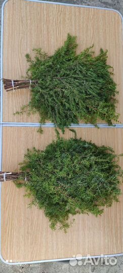 Веники для бани, свежие пихта, можжевельник