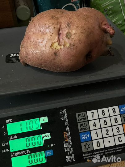 Сынок Семена картофеля