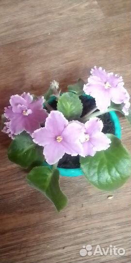 Сансевиерия голден ханни